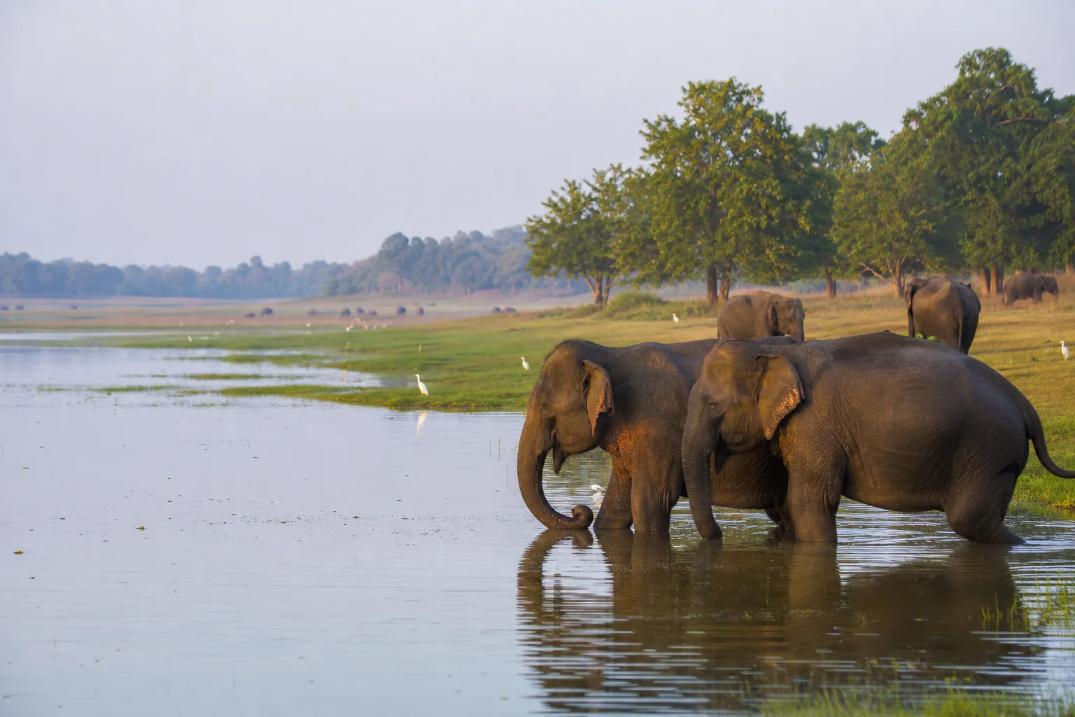 Elephants moving across open grassland